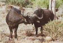 [Water Buffalo in Samburu]