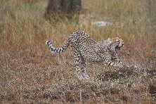 [Young cheetah in the Mara]