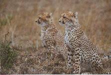 [Young cheetahs in the Mara]