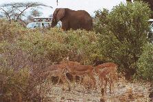 [Elephants and antelope at Samburu]