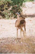 [Impala in Samburu]