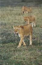 [Lions in the Mara]