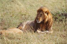 [Lion in the Mara]