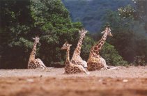 [Maasai Giraffe at Aberdare Country Club]