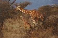 [Reticulated Giraffe in Samburu]