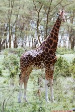 [Rothschild Giraffe at Lake Nakuru]