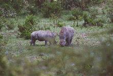 [White Rhino at Lake Nakuru]